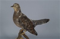 藏品(金背鳩)的圖片